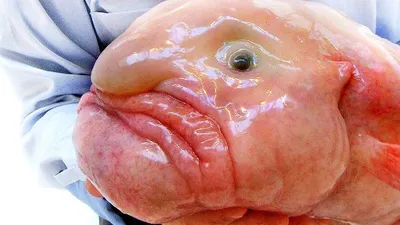 Рыба-капля. Глубоководная донная морская рыба семейства психролютовые,  которую часто называют одной из самых причудливых.. | ВКонтакте