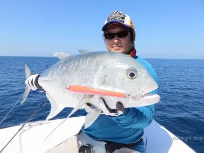 Коста-Рика » Каранкс тихоокеанский (Jack, Pacific crevalle, Caranx caninus)