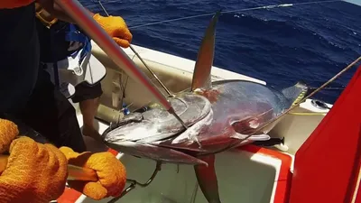 Коста-Рика » Каранкс тихоокеанский (Jack, Pacific crevalle, Caranx caninus)