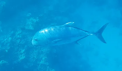 Желтоперый каранкс (Caranx ignobilis), семейство ставридовых.