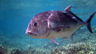 Флорида » Каранкс тихоокеанский (Jack, Pacific crevalle, Caranx caninus)