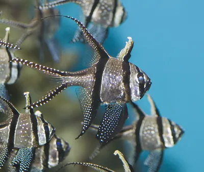 Файл:Banggai cardinal fish.jpg — Википедия