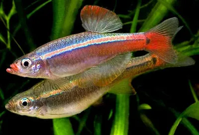 Уход и размножении рыбки Кардинал | Аквариумные рыбки | Дзен