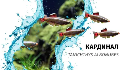 Apogon endekataenia (полосатый кардинал) | Купить в Киеве и Украине