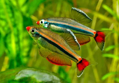 Аквариумная рыбка кардинал (Tanichthys albonubes)
