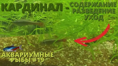 Золотой Кардинал - Golden White Cloud Mountain Minnow - Рыбки - Nano Fish