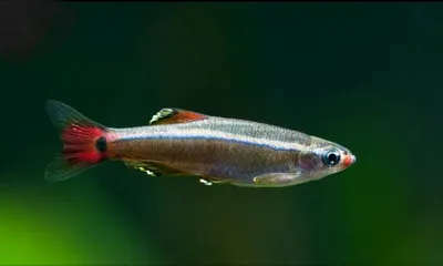 Кардинал (Tanichthys albonubes) 7 | Фотография