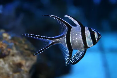 Карликовый вьетнамский кардинал - Tanichthys micagemmae - Рыбки - Nano Fish