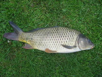 КАРП (Cyprinus carpio) - Интернет-клуб нахлыстовиков