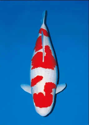 Игрушка СПИ Рыба Карп зеркальный антистресс большой купить в  интернет-магазине «Мир охоты»