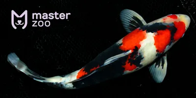 Самая дорогая рыба в мире | Пикабу