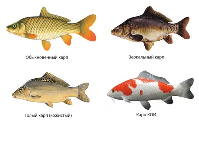 Карп КОИ ассорти (Премиум класс), XL купить оптом в Санкт-Петербурге
