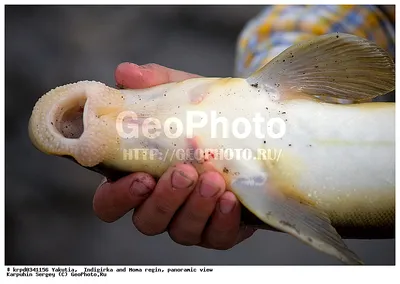 Фотография Донная рыба Каталка (по якутски Чукучуан) обитает Северо востоке  на реке Колыма и Индигирка | Фотобанк ГеоФото/GeoPhoto | GetImages Group