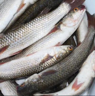 Рыба Черноморская кефаль - «Кефаль - жирная, сочная рыба! (+ фото рыбы)» |  отзывы