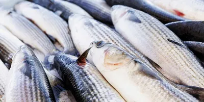 Вяленая кефаль - Fishmarket - магазин рыбы и морепродуктов