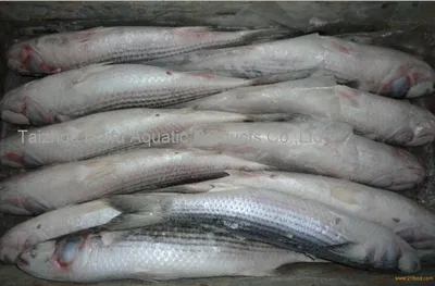 Свеже уловленная кефаль рыб моря Стоковое Фото - изображение насчитывающей  рыболовство, природа: 53728472