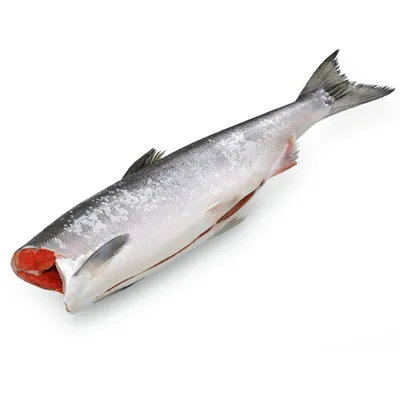 Кета (Onchorhynchus keta) - sharkseafoods.com