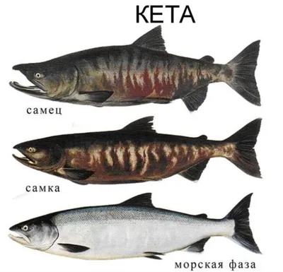 В белорусских магазинах заметили дешёвую красную рыбу, но белого цвета. Это  как? - Telegraf.news