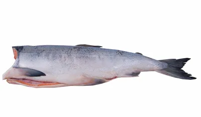 Горбуша, сима или кета: как отличить лосось по двум простым признакам -  KP.RU