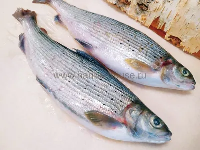 Хариус европейский (обыкновенный), рыба семейства лососевых, Thymallus  thymallus
