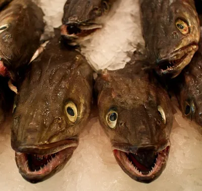 Хек, треска, минтай: Роскачество назвало самую полезную рыбу из дешёвых |  Pchela.news - Новости в Челябинске