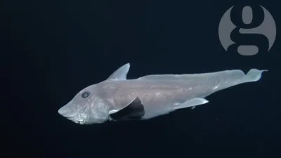 Голубая остроносая химера: впервые удалось заснять редкую глубоководную рыбу  « FotoRelax | Рыба, Голубь