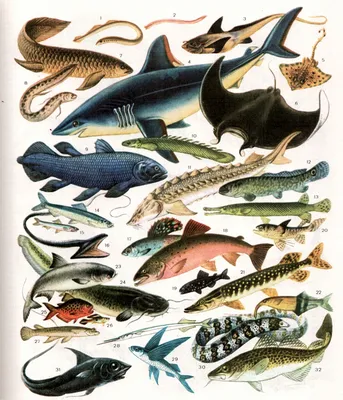 Иллюстрированная энциклопедия рыб