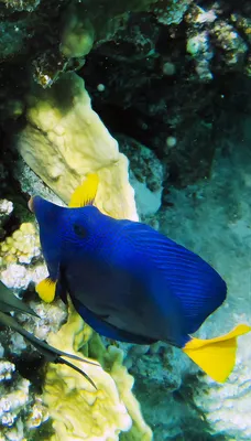 рыба-хирург синий корон мультфильма обнаружил немо-тропическую рыбу,  изолированную на белом фоне Стоковое Изображение - изображение  насчитывающей океан, аквариум: 272085039
