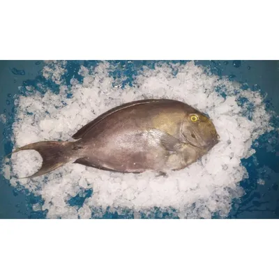 Белогрудый хирург (Acanthurus leucosternon), рыба скальпель