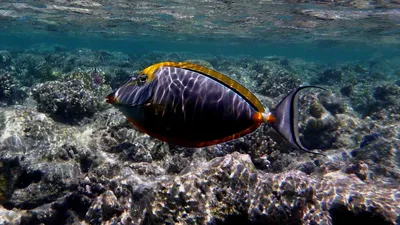 красочные тропические рыбы сохал рыба хирург Acanthurus Sohal Sohal Tang  под водой сохал рыба хирург под водой Фото Фон И картинка для бесплатной  загрузки - Pngtree