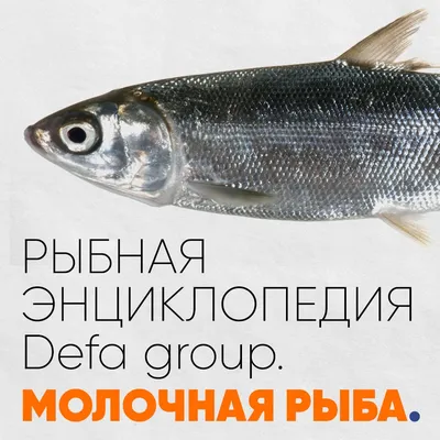 Рыба Хоки | Defa group