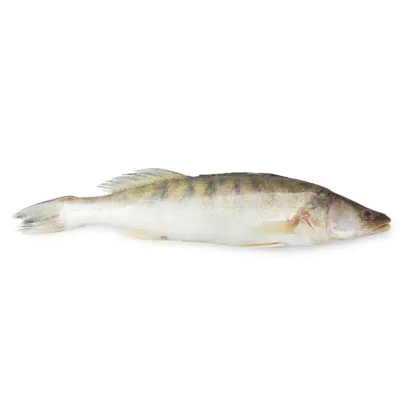 Рыба Хока: польза и вред, как готовить, рецепт фишбургеров - Светлана Фус |  FoodOboz