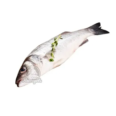 Макрель или скумбрия: чем отличаются рыбы, что выбрать? | Defa group
