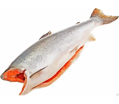 Кижуч свежемороженый потрошеный штучной заморозки - купить лосося по  выгодной цене за килограмм в интернет-магазине moretorg55.ru
