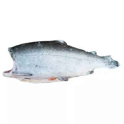 Почему кижуч самая вкусная рыба из семейства лососёвых? В России кижуч  разводят но не для продажи? | Рыбалка 63 | Дзен