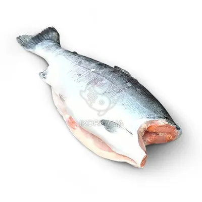 Рыба кижуч ( дикий лосось) тушки до 1 кг (ID#1392641202), цена: 240 ₴,  купить на Prom.ua