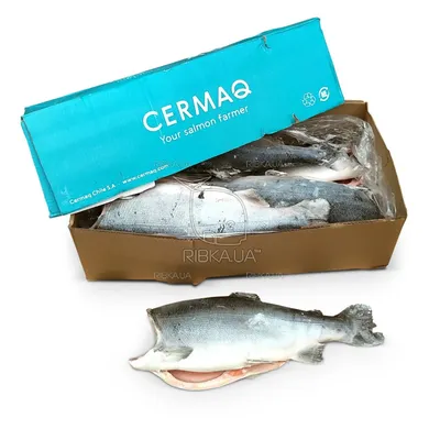 Красная рыба кижуч свежемороженая серебристый лосось (ID#1619492377), цена:  500 ₴, купить на Prom.ua