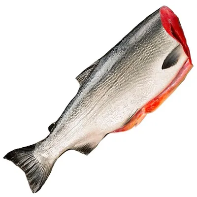 Кижуч свежемороженый потрошеный штучной заморозки (2-4 кг) - купить лосося  по выгодной цене за килограмм в интернет-магазине seafood-shop.ru