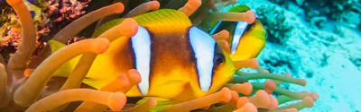 Рыбки клоуны – уход и содержание, описание, размножение, фото