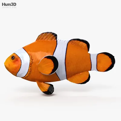 Рыба клоун 🌊🤡 Рыба клоун в …» — создано в Шедевруме