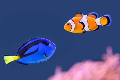 Рыба-клоун 3D model - Скачать Животные на 3DModels.org