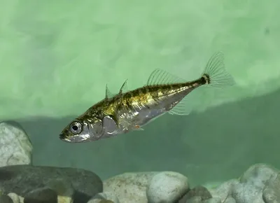 Колюшка Трёхиглая Забытая аквариумная рыбка Содержание и удивительное  размножение - YouTube