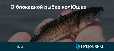 Биологи выяснили, что колюшка жертвует потомством ради устойчивости к  ленточным червям - Газета.Ru | Новости