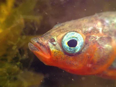 КоЛюшка - легендарная блокадная рыбка, которой посвящяли стихотворения и  ставят памятники! | Fish and art | Дзен