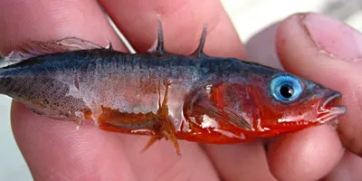 Колюшка трехиглая (Gasterosteus aculeatus) | FishingBY.com
