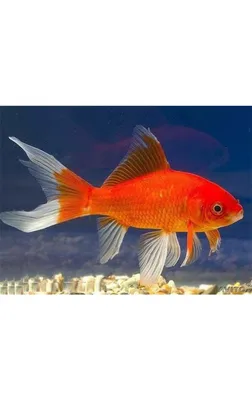 Золотая рыбка Комета (Comet Goldfish) | содержание, разведение