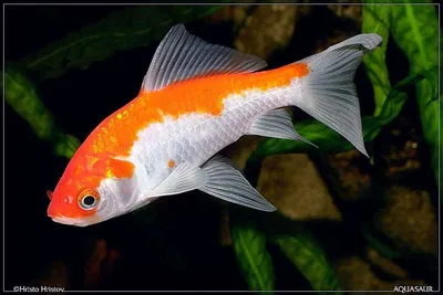 Золотая рыбка Комета красная (Goldfish Comet red)