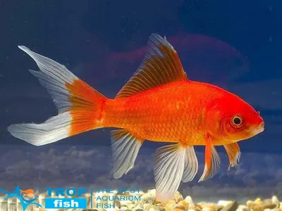 Золотая рыбка Комета лимонно-желтая (Goldfish Comet yellow)