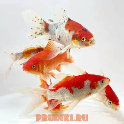 Комета рыбка (Carassius auratus) купить - Живая планета