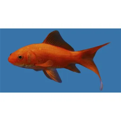 Карась Комета лимонная (Goldfish Comet) купить недорого в Москве | Амигофиш